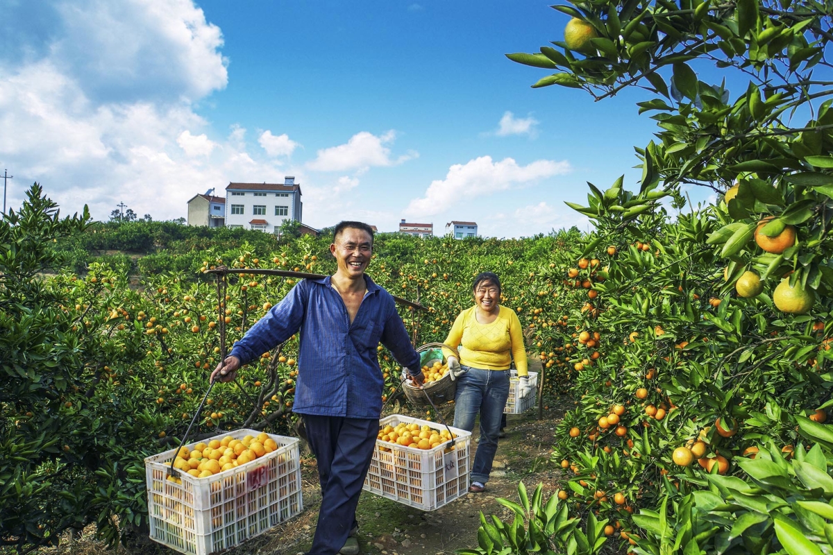 美翻了我的村第69期 | 湖北省宜昌市夷陵区官庄村：橘果飘香 幸福小康