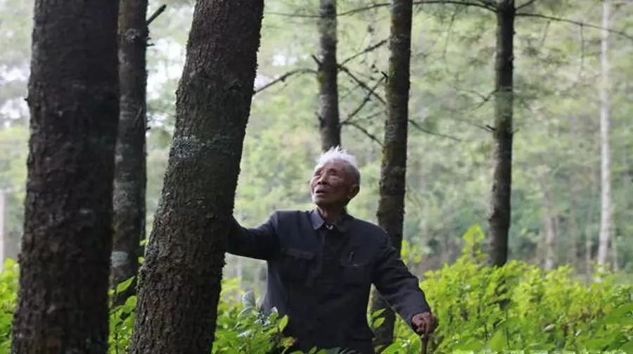 大亮山的春天——写给第三届全国敬业奉献模范杨善洲的诗歌